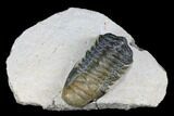 Bargain, Crotalocephalina Trilobite - Atchana, Morocco #181271-1
